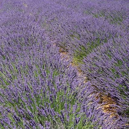 Notre Région - Le Patio - Restaurant Fontvieille - le patio fontvieille menu