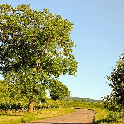 Notre Région - Le Patio - Restaurant Fontvieille - le patio fontvieille menu